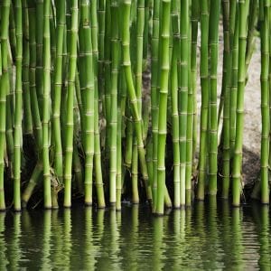 Bamboe vereist minder water om te groeien dan veel andere gewassen. Bamboe is duurzaam want er wordt weinig water gebruikt